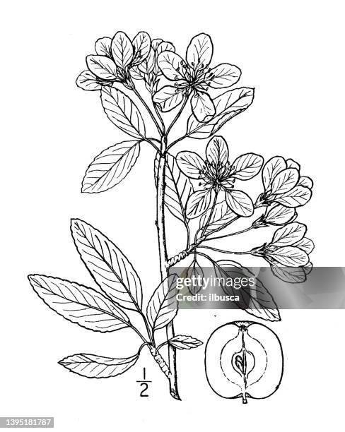 antique botany plant illustration: malus angustifolia, narrow leaved crab apple - tapered roots stock illustrations