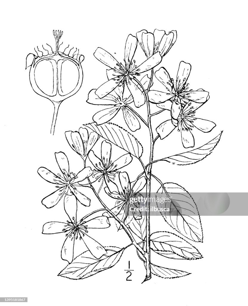 Antique botany plant illustration: Amelanchier Canadensis, June berry, Service berry