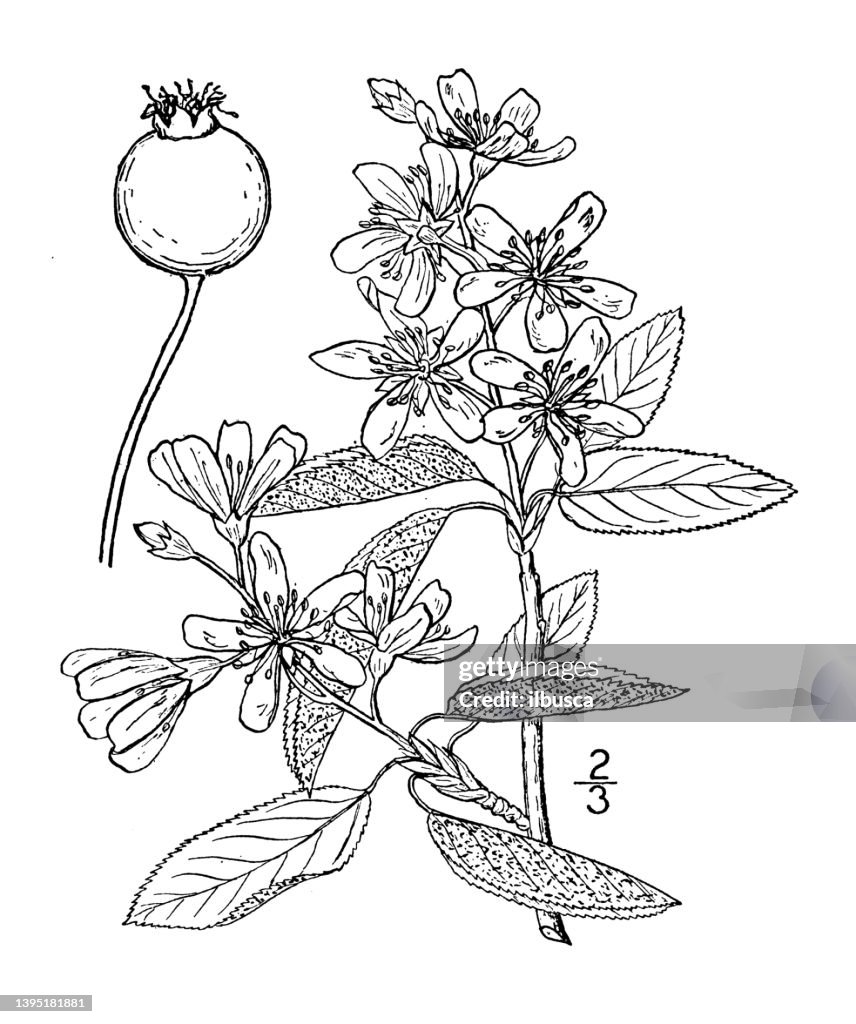 Antique botany plant illustration: Amelanchier Botryapium, Shad bush, Swamp Sugar pear