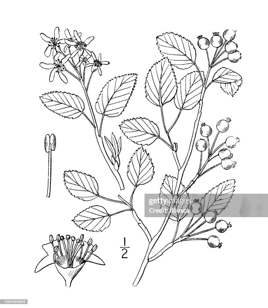 Antique botany plant illustration: Amelanchier spicata, Low June berry