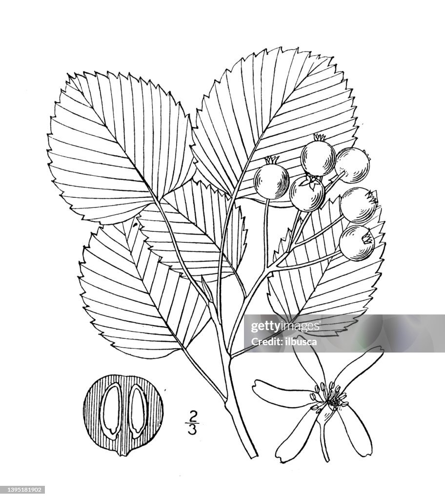 Antique botany plant illustration: Amelanchier rotundifolia, Round leaved June berry