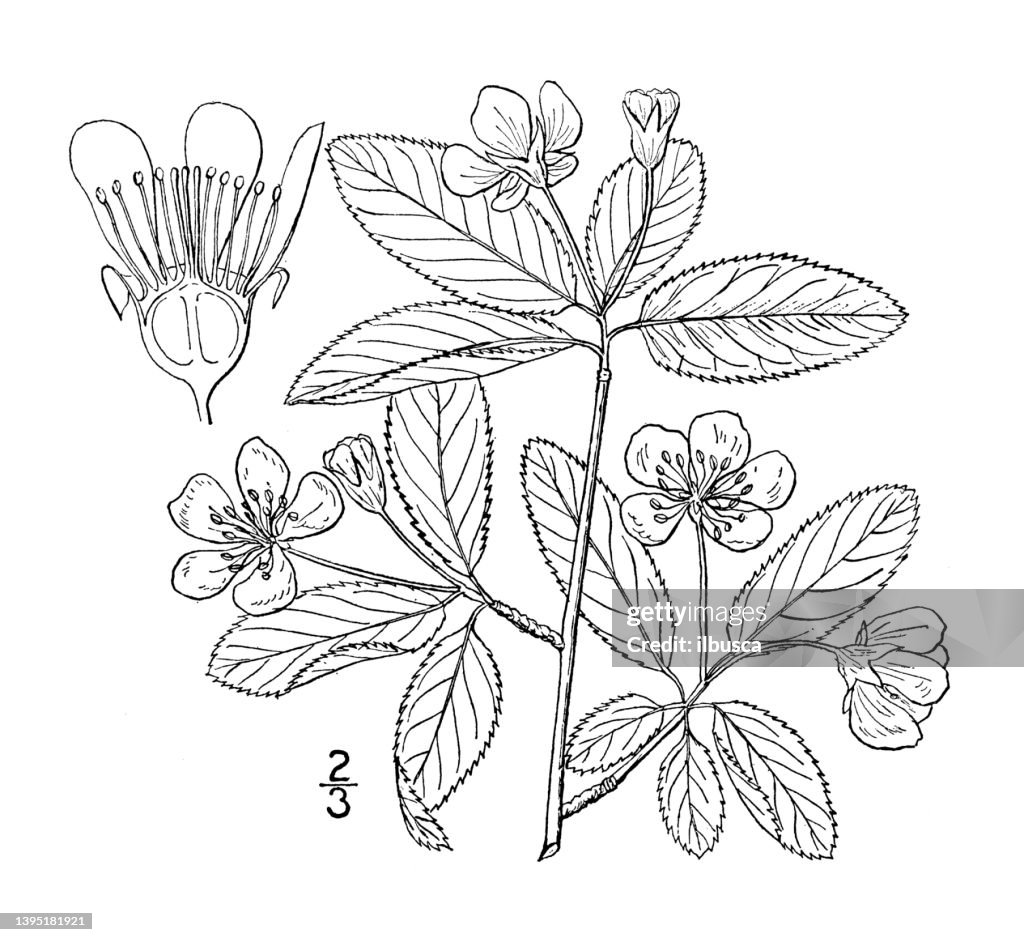 Antique botany plant illustration: Amelanchier oligocarpa, Oblong fruited June berry