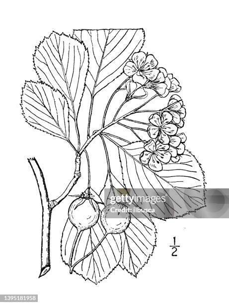 antique botany plant illustration: crataegus punctata, large fruited thorn - hawthorn stock illustrations