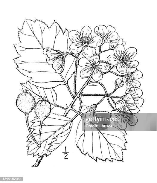 antike botanische pflanzenillustration: crataegus mollis, rotfruchtiger dorn - weißdorn stock-grafiken, -clipart, -cartoons und -symbole