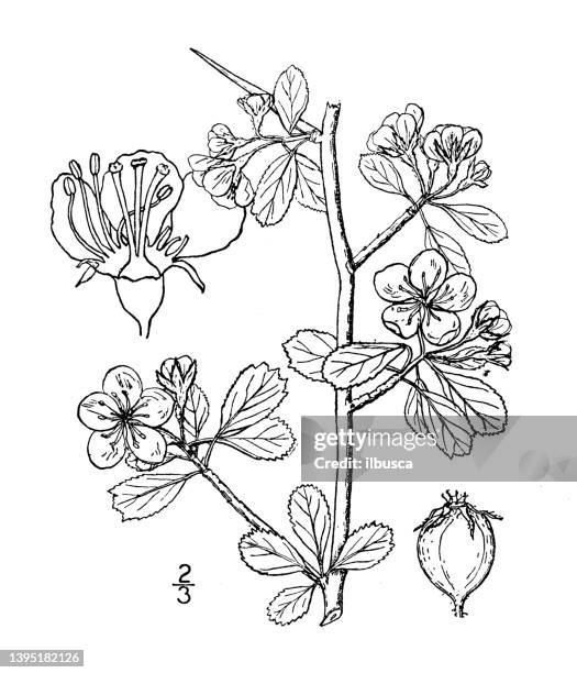 antique botany plant illustration: crataegus flava, summer haw - hawthorn fruits stock illustrations