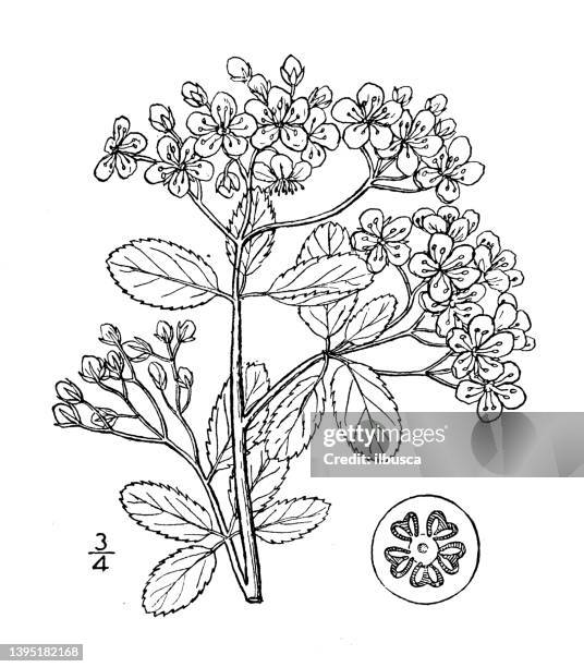 antique botany plant illustration: cotoneaster pyracantha, fire thorn, pyracanth - cotoneaster horizontalis stock illustrations