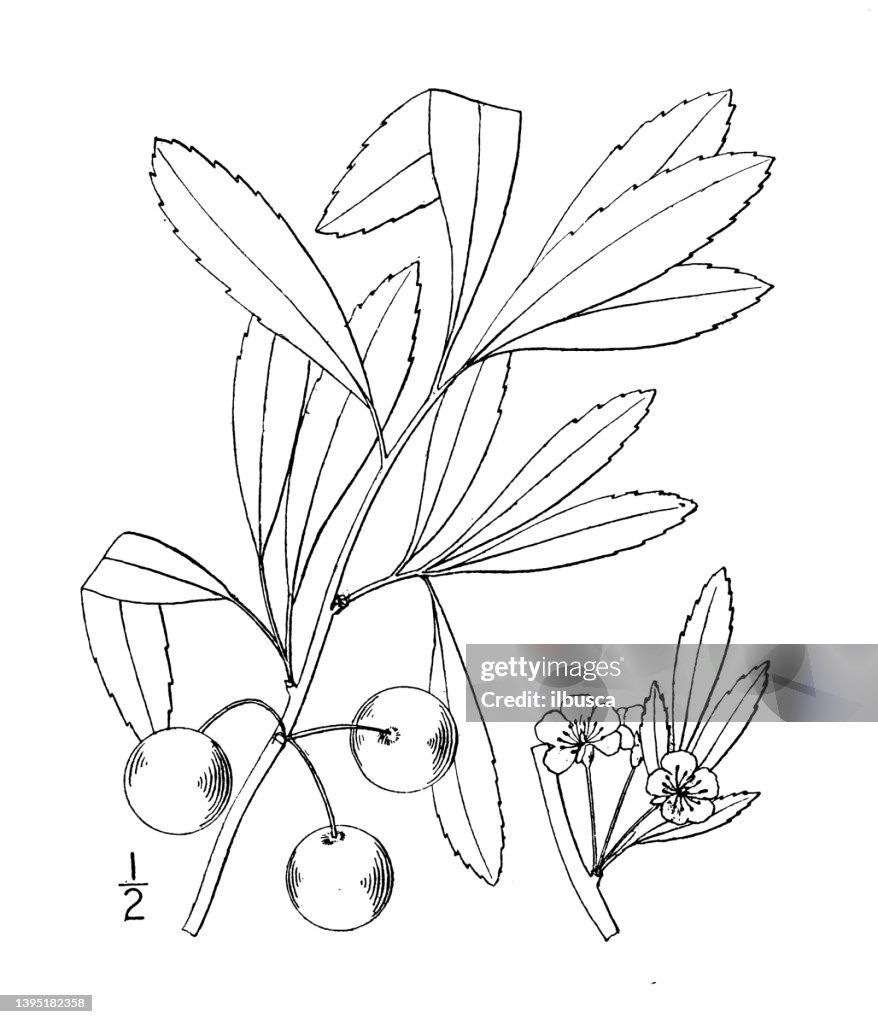 Antique botany plant illustration: Prunus pumila, Sand cherry