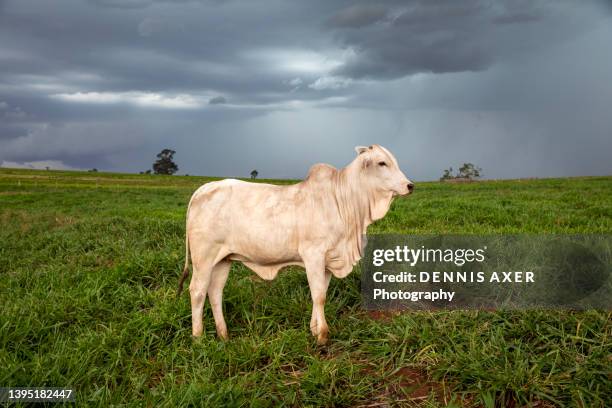 presented cow standing sideways - nelore zebu cattle photos et images de collection