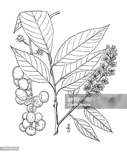 antique botany plant illustration: prunus serotina, wild black cherry - prunus serotina stock illustrations