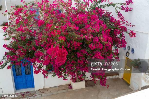 Red flowers of bougainvillea plant, Nyctaginaceae, village of Nijar, Almeria, Spain.