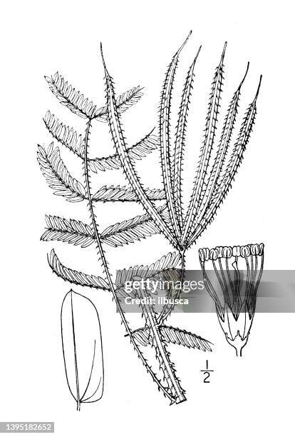 antique botany plant illustration: morongia angustata, narrow leaved sensitive brier - tapered roots stock illustrations