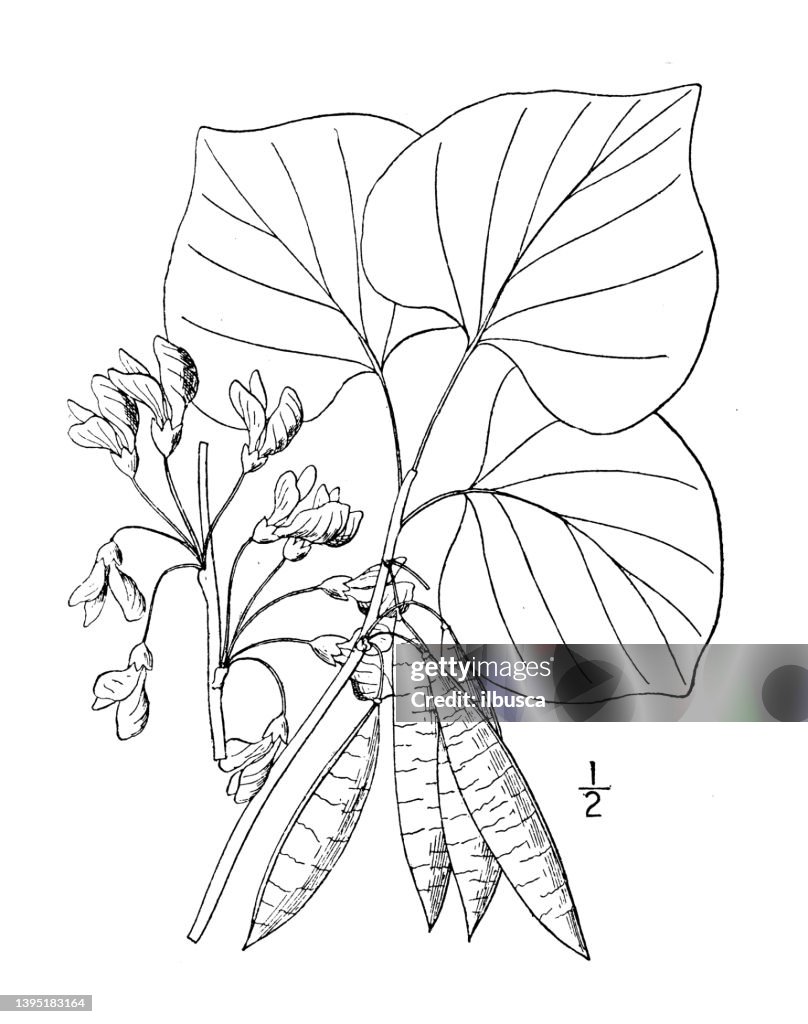 Antique botany plant illustration: Cercis Canadensis, Red bud American Judas tree