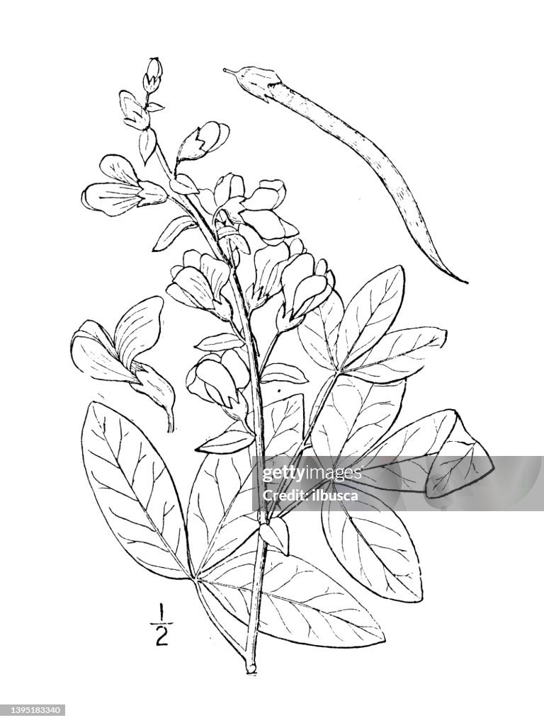 Antique botany plant illustration: Thermopsis mollis, Alleghany Thermopsis