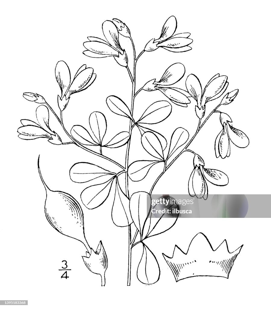Antique botany plant illustration: Baptisia tinctoria, Wild Indigo