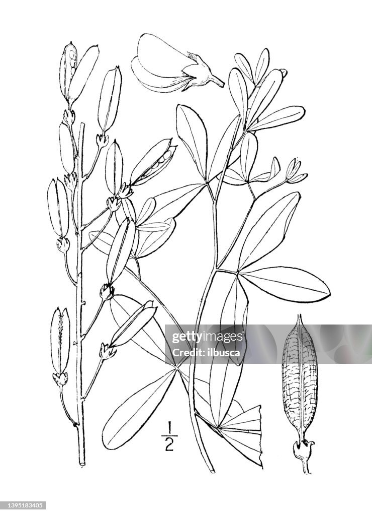 Antique botany plant illustration: Baptisia alba, White wild indigo