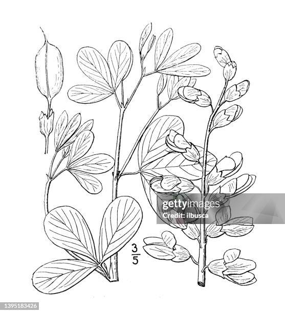 antique botany plant illustration: baptisia leucantha, large white wild indigo - white wild indigo stock illustrations