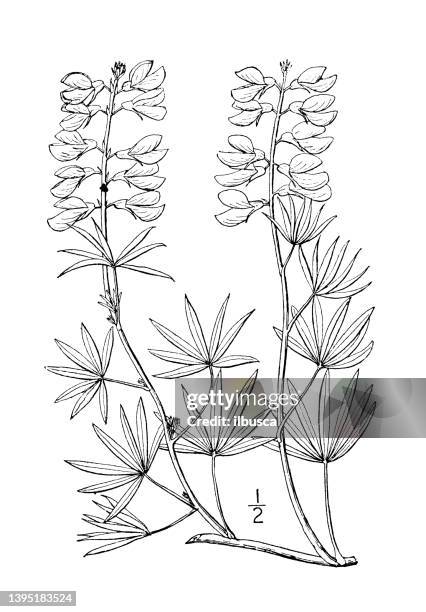 antique botany plant illustration: lupinus argenteus, silvery lupine - argenteus stock illustrations
