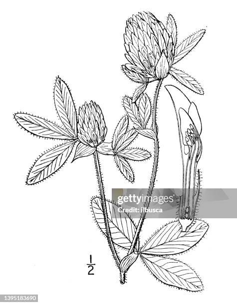 antique botany plant illustration: trifolium pratense, meadow clover - clover sprouts stock illustrations