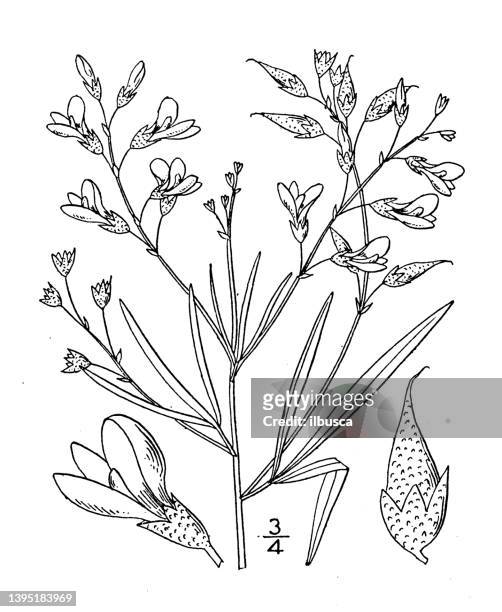 antique botany plant illustration: psoralea linearifolia, narrow leaved psoralea - tapered roots stock illustrations