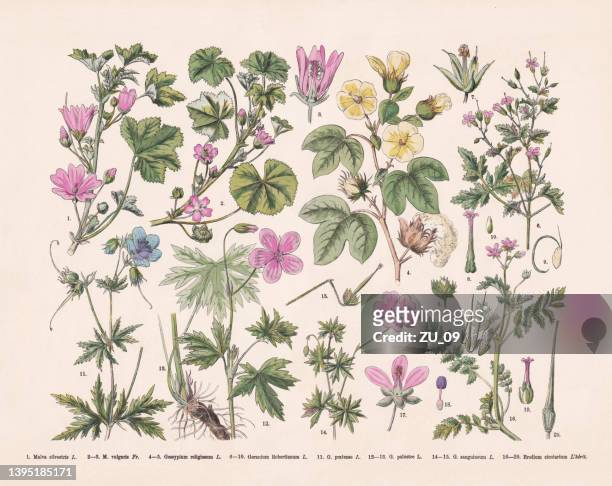 flowering plants (rosids), hand-colored wood engraving, published in 1887 - geranium stock illustrations