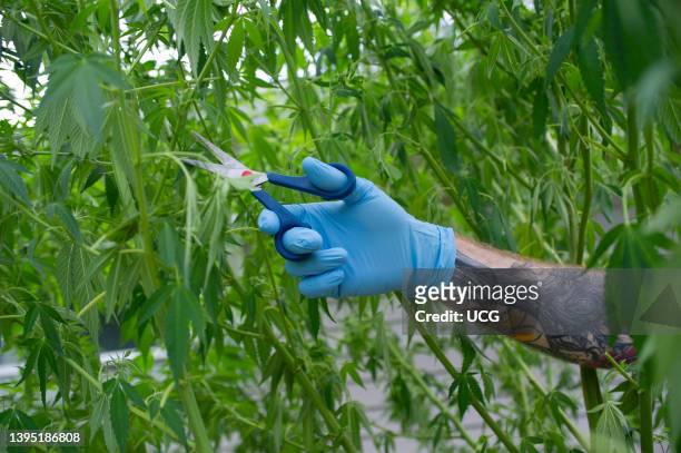 Marijuana Harvest, Trimming buds on Marijuana plants.
