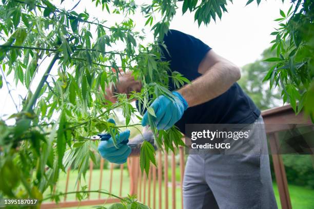 Marijuana Harvest, Trimming buds on Marijuana plants.