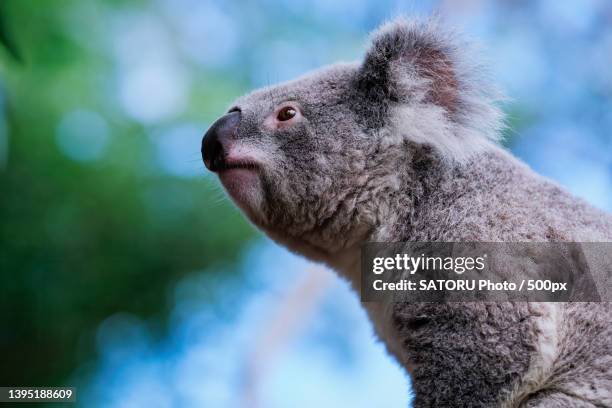 close-up of koala looking away,sydney,new south wales,australia - marsupial stock pictures, royalty-free photos & images