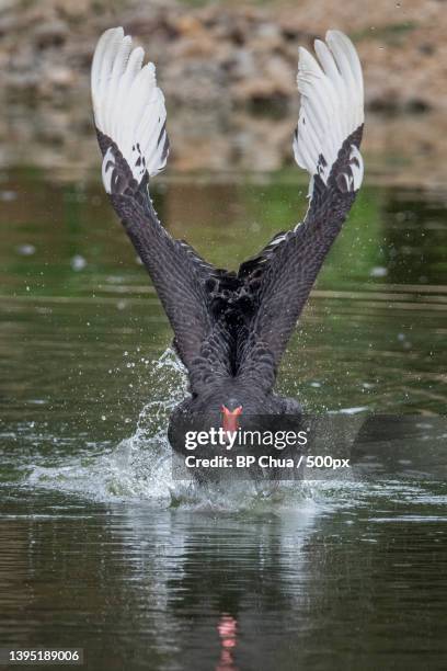 close-up of swan flying over lake - black swans stock pictures, royalty-free photos & images