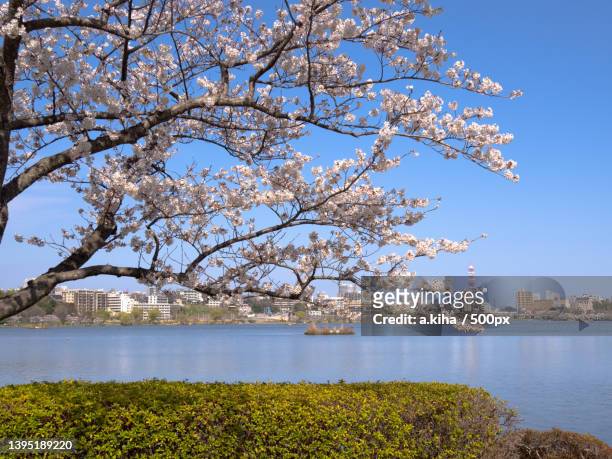 view of cherry blossom tree by lake against sky - 場所 stockfoto's en -beelden