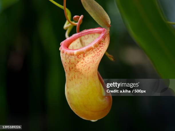 close-up of red flower - pitcher plant stock pictures, royalty-free photos & images