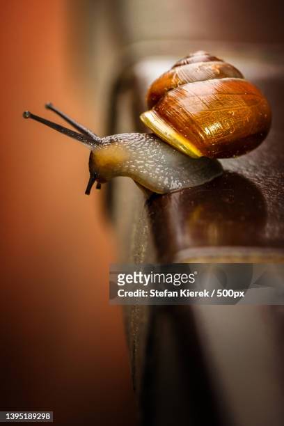 close-up of snail on metal,krefeld,germany - slimed stock pictures, royalty-free photos & images