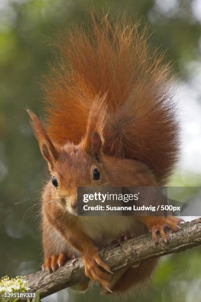 close-up of american red squirrel on branch,germany - american red squirrel stock pictures, royalty-free photos & images