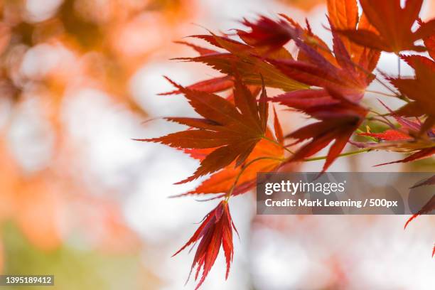 close-up of maple leaves on tree,dunham massey,united kingdom,uk - dunham stock pictures, royalty-free photos & images