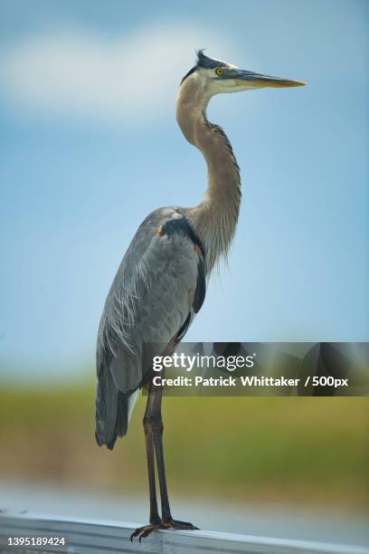 side view of great blue gray heron perching on wood,boynton beach,florida,united states,usa - boynton beach stock pictures, royalty-free photos & images