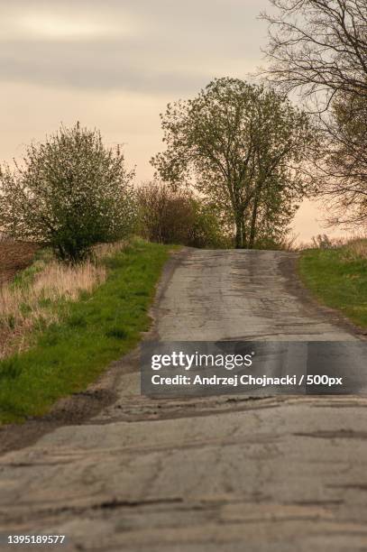empty road amidst trees against sky - old concrete road stock pictures, royalty-free photos & images