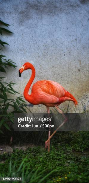 Side View Of Flamingo Standing In Lake High-Res Stock Photo