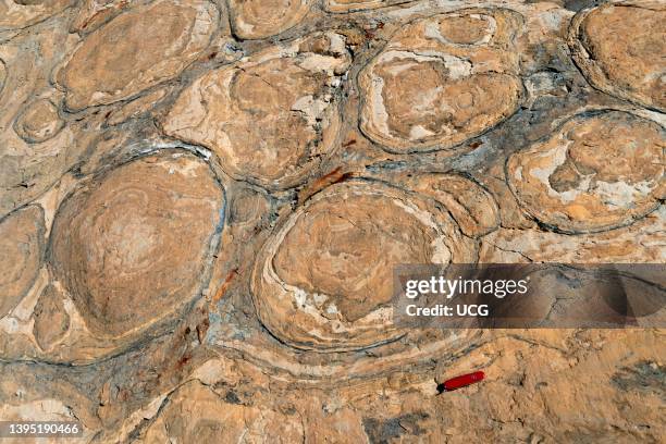 Proterozoic stromatolites, fossilized algae, and glacial striations in Helena Dolomite, Northern Montana.