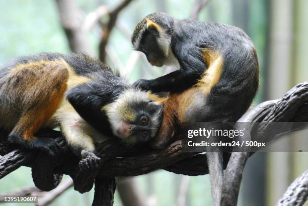 two wolfs mona monkeys grooming each other on a branch - mona monkey stock pictures, royalty-free photos & images