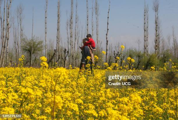 Kashmiri woman carries a child on his shoulders as he walks past a blooming mustard field during a sunny spring day on the outskirts of Srinagar,...