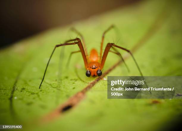 close-up of spider on leaf,jerudong,brunei darussalam - brown recluse spider ストックフォトと画像