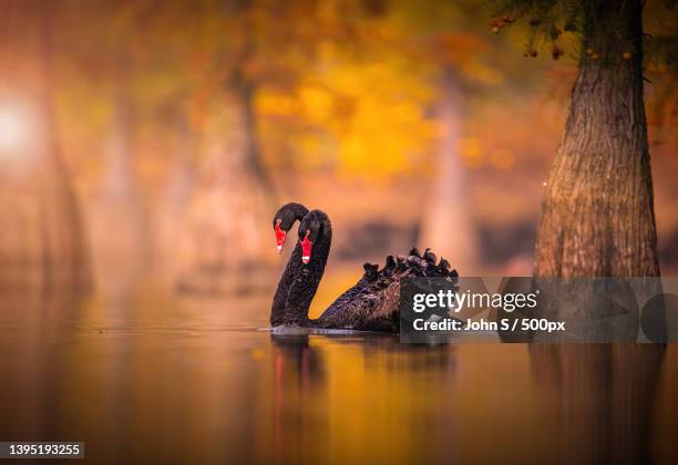 black swans swimming on lake in autumn - black swans stock pictures, royalty-free photos & images