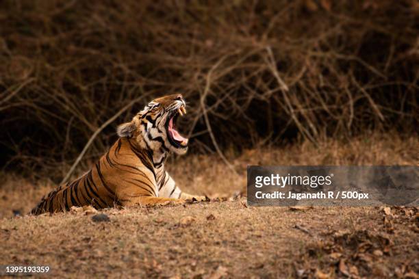 side view of tiger yawning while resting on field - tiger cub stock-fotos und bilder