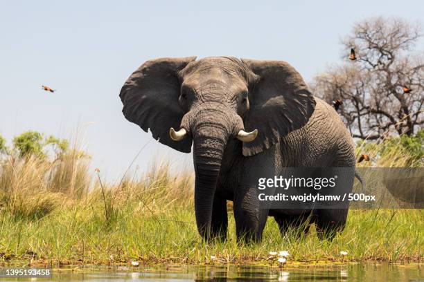 full frame view of wild elephant in the safari during day,karas,namibia - afrikanischer elefant stock-fotos und bilder