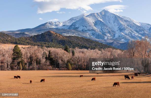 beautiful scenic view of cows grazing on field against mountain,mt sopris,colorado,united states,usa - elk photos et images de collection