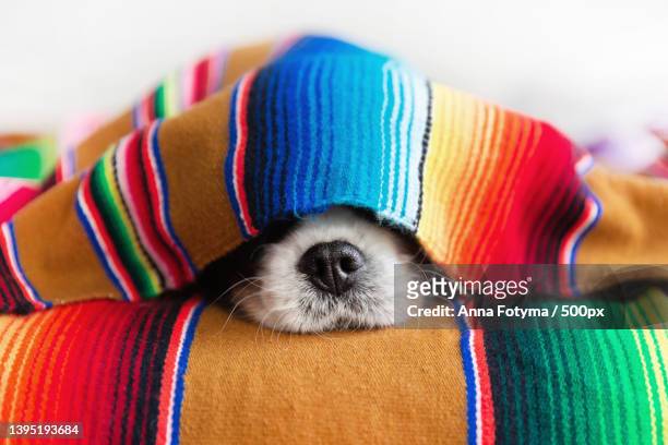 vlose-up of a dog under a multi colored blanket - 2022 a funny thing stock pictures, royalty-free photos & images
