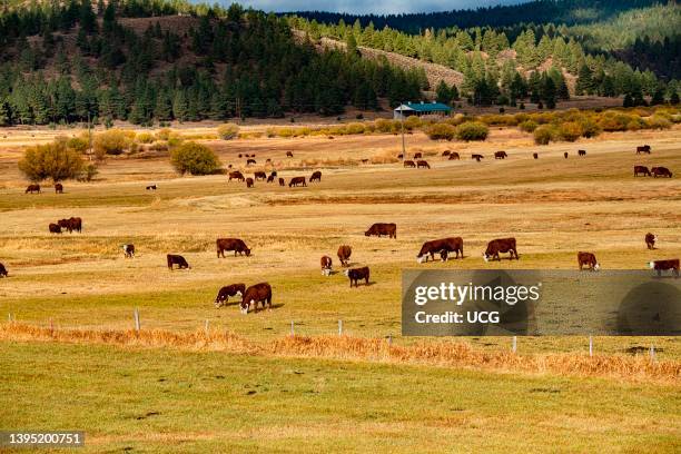 North America, USA, Burns, Oregon, Grazing Cattle.