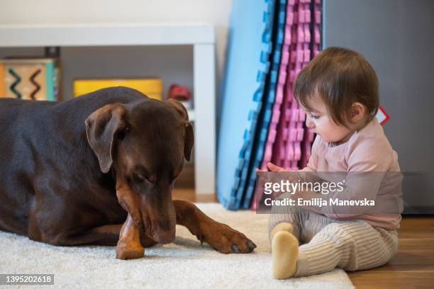 baby girl playing with her big dog - white doberman pinscher stock pictures, royalty-free photos & images