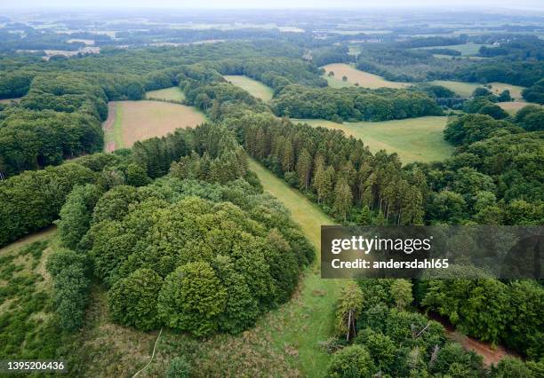 drone shot of pine trees growing in rainforest - andersdahl65 stock pictures, royalty-free photos & images