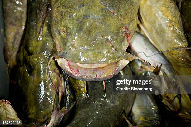 Flathead catfish sit in a storage cooler at the Schafer Fisheries Inc. Processing facility in Thomson, Illinois, U.S., on Tuesday, Feb. 21, 2012....