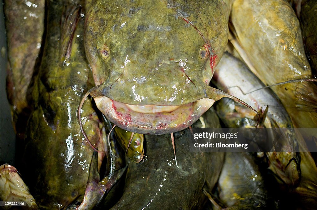 Inside Schafer Fisheries Processing Plant
